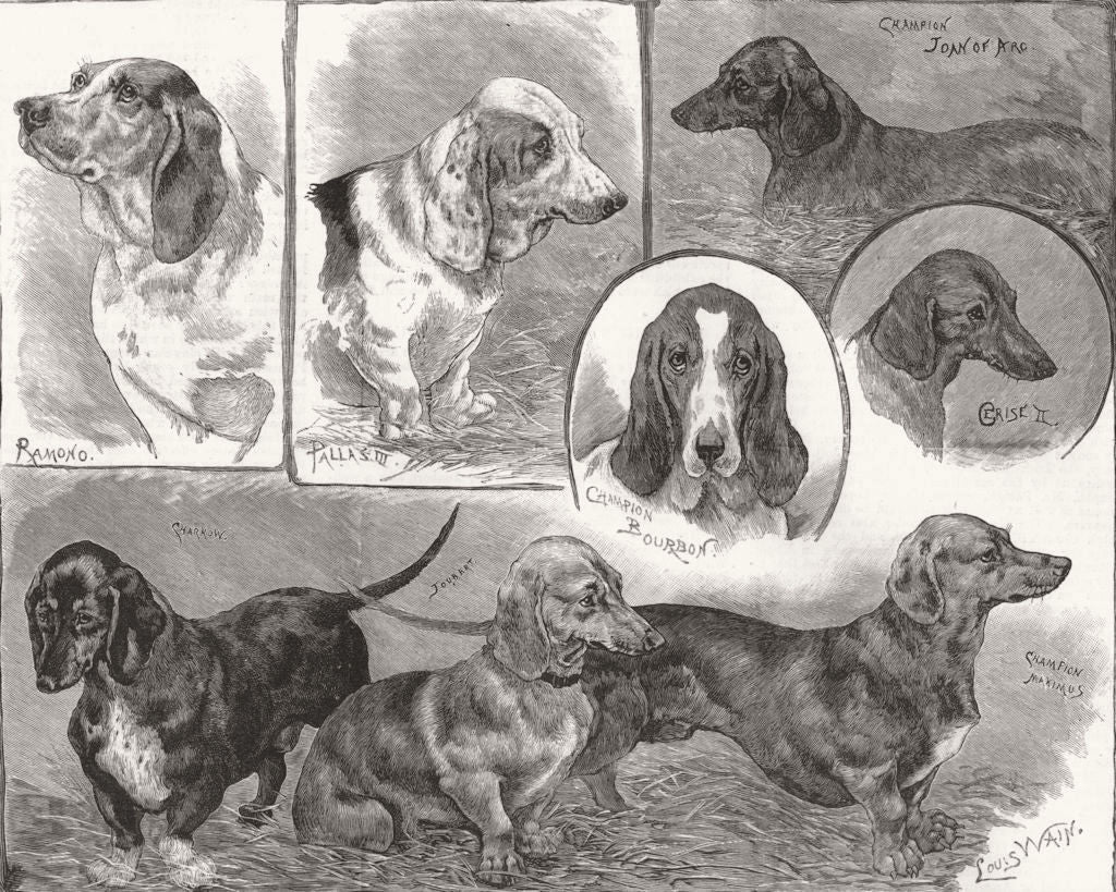 DOGS. The Dachshund and Basset-Hound show at the Royal Aquarium 1886 old print